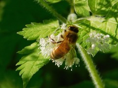 Apis mellifera