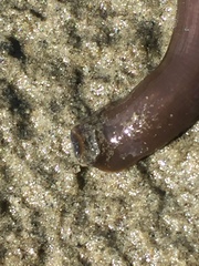 Haemopidae