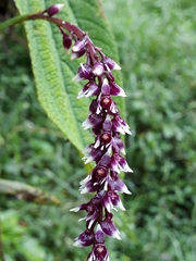 Epidendrum coryophorum