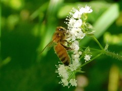 Apis mellifera