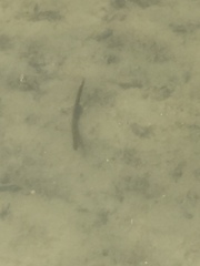Haemopidae