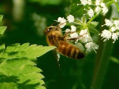 Apis mellifera