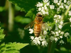 Apis mellifera