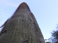 Cephalocereus polylophus