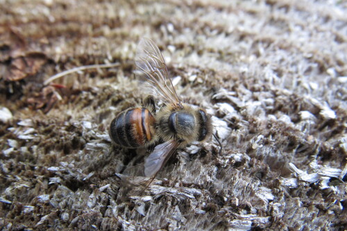 Western Honey Bee