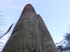Cephalocereus polylophus