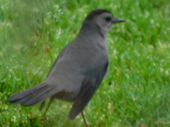 Dumetella carolinensis