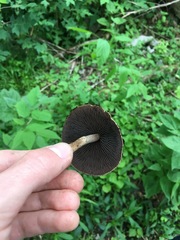 Lacrymaria lacrymabunda