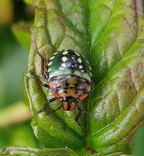 Southern Green Stink Bug