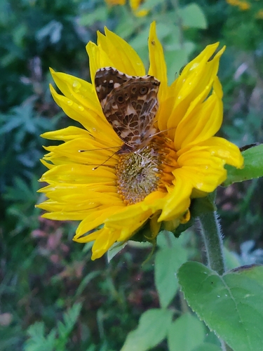 Painted Lady