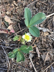 Fragaria virginiana glauca
