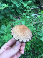 Lacrymaria lacrymabunda