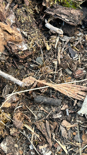 Hobo Spider