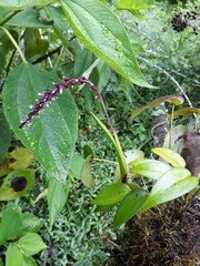 Epidendrum coryophorum