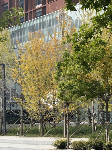 ginkgo