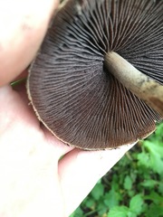 Lacrymaria lacrymabunda