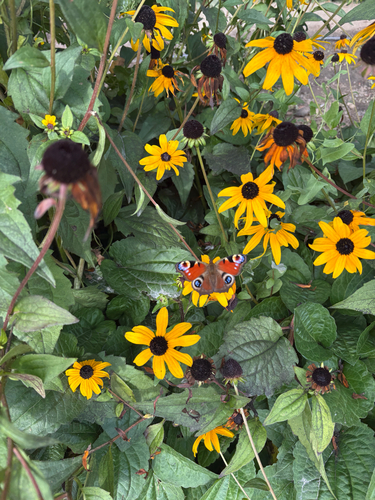 European Peacock Butterfly