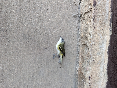 Blue-headed Vireo