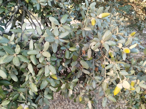 Quercus autumnalis