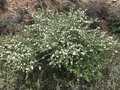 Rosa sericea