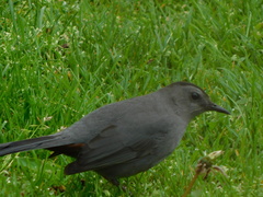 Dumetella carolinensis