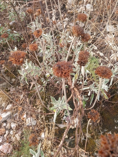 Jerusalem Lampwick