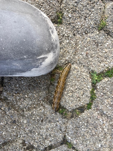 Convolvulus Hawkmoth