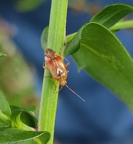 Lygus pratensis