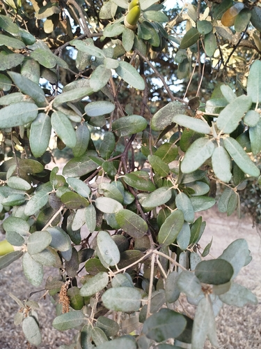 Quercus × autumnalis, photograph 1