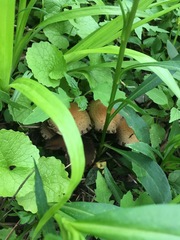 Lacrymaria lacrymabunda