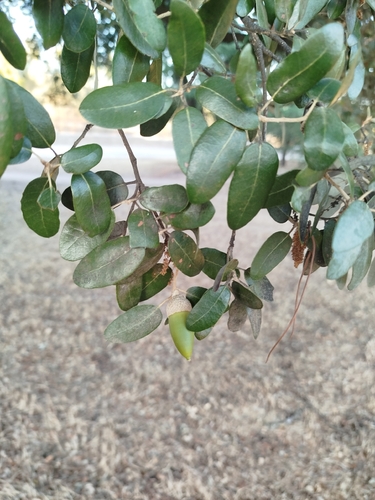 Quercus × autumnalis, photograph 2