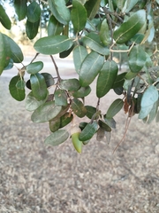 author not stated, no rights reserved Quercus × autumnalis, photograph author not stated, no rights reserved