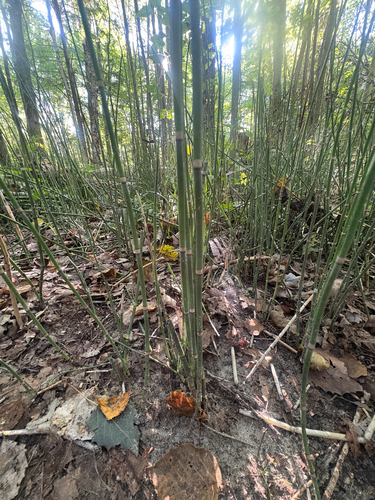 rough horsetail