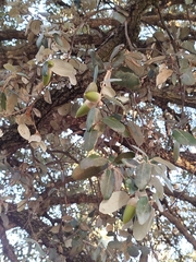 author not stated, no rights reserved Quercus × autumnalis, photograph author not stated, no rights reserved