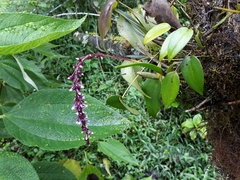 Epidendrum coryophorum