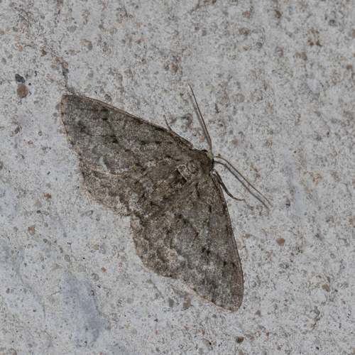 Small Engrailed