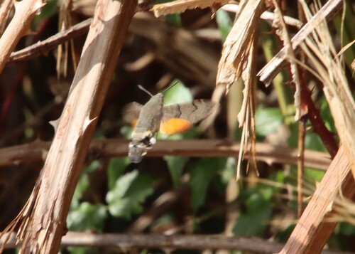 Eurasian Hummingbird Hawkmoth