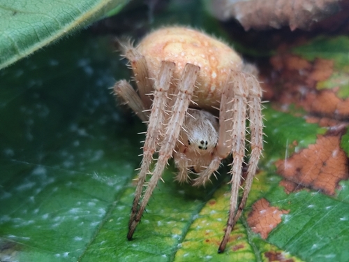 Cross Orbweaver