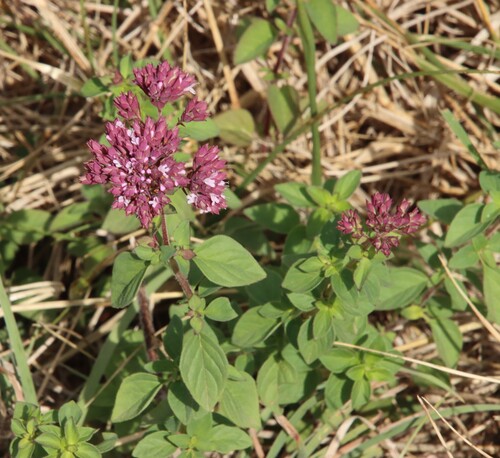 Oregano
