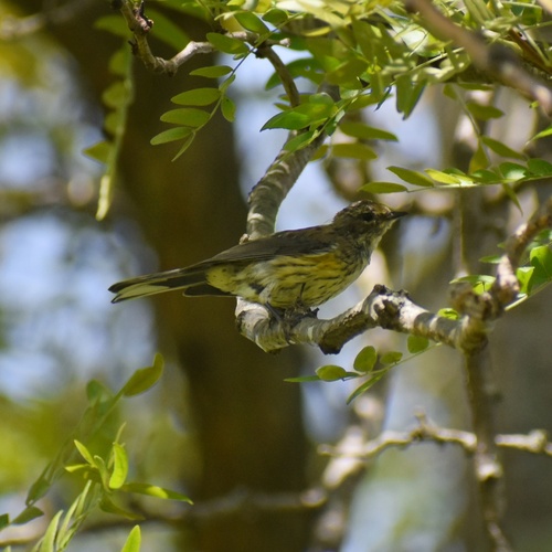 Cape May Warbler