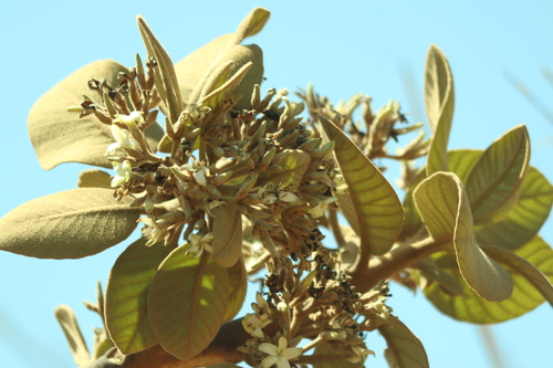 Aspidosperma macrocarpon observed 2026-09-18
