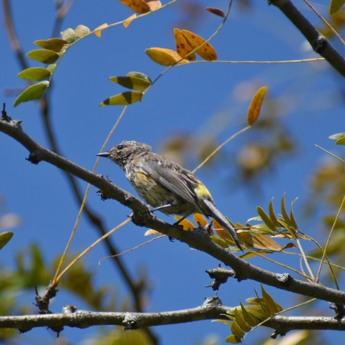 Yellow-rumped Warbler