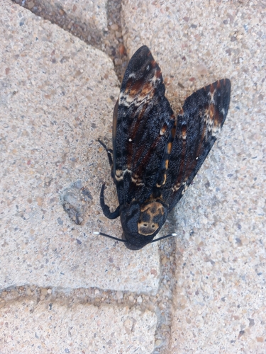 Death's Head Hawkmoth
