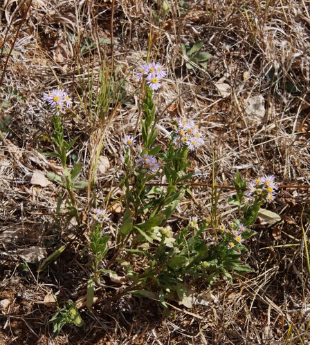 Italian Aster