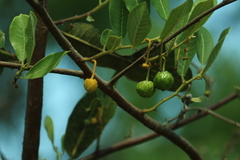 (c) Wallace Carneiro Almeida, some rights reserved (CC BY-SA) Brosimum gaudichaudii, photograph (c) Wallace Carneiro Almeida, some rights reserved (CC BY-SA)