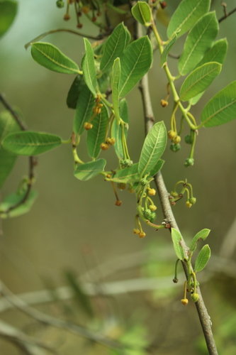 Brosimum gaudichaudii, photograph 4