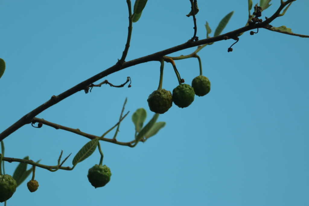 Brosimum gaudichaudii; photograph (c) Wallace Carneiro Almeida, some rights reserved (CC BY-SA)