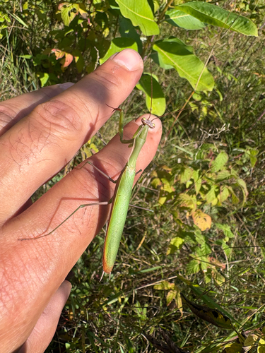 European Mantis