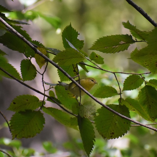 Tennessee Warbler