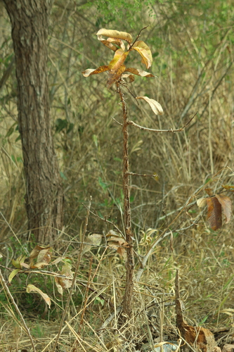 Aspidosperma macrocarpon observed 2026-09-18